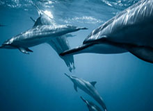 浙江队三名青训小将已前往狼队，将在狼队进行为期20天的试训